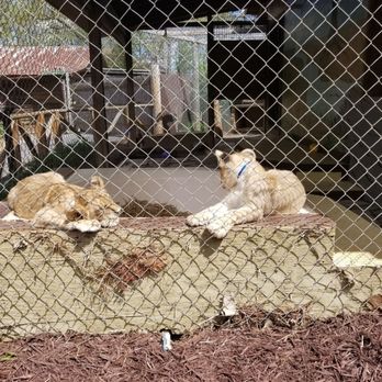 Tiger World - So awesome! - Zoos Near Me - Rockwell, North Carolina