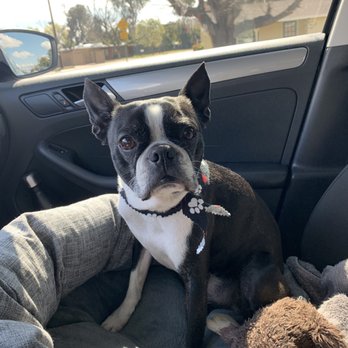 Cut & Dry Pet Salon - My baby Princeton fresh out the groomer. - Pet Groomers Near Me - Glendale, Arizona
