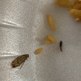 Close up of the roach