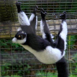 Lemur Lemur