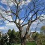 Photo of Beidler Tree Service