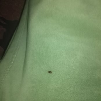 Eagle Valley Resort - One of 4 bedbugs I saw - Resorts Near Me - Pioche, Nevada