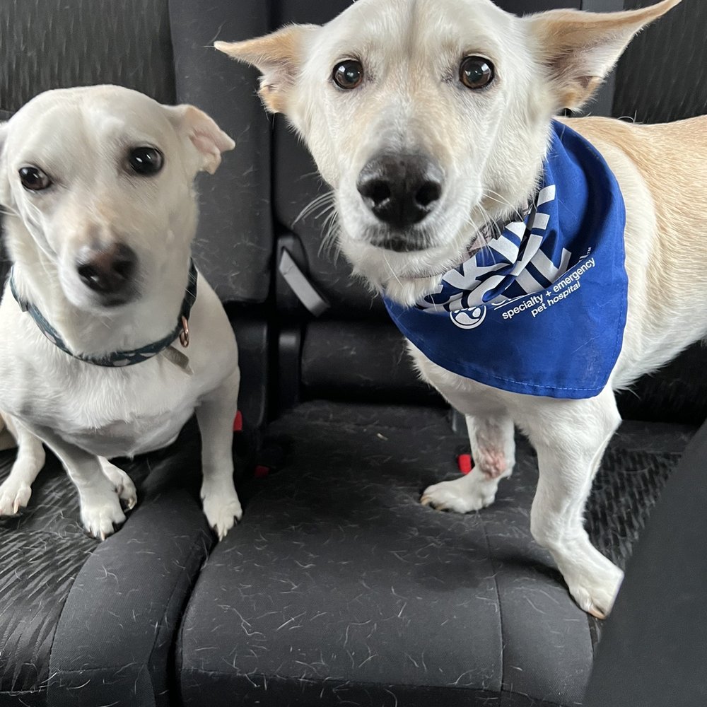 BluePearl Pet Hospital - Jax (the patient) and his sister. - Veterinarians Near Me - Spring, Texas BluePearl Pet Hospital - Jax (the patient) and his sister. - Veterinarians Near Me - Spring, Texas