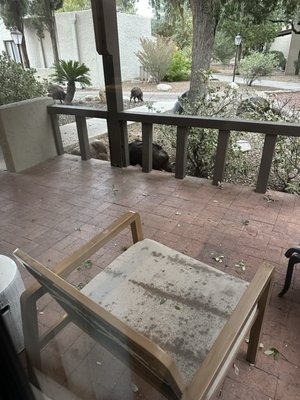 Canyon Ranch Tucson by null