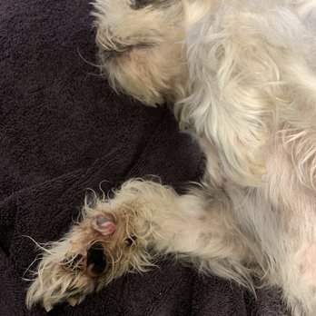 Back Bay Veterinary Hospital - Infected dew claw. - Veterinarians Near Me - Newport Beach, California