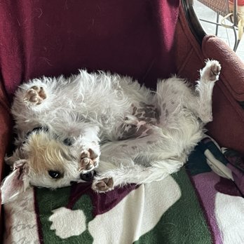 Metak9 - Buddee - Pet Training Near Me Metak9 - Buddee - Pet Training Near Me