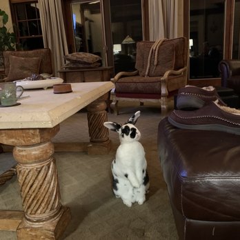 Doc Holly Pet Vet - Koa Rabbit - Veterinarians Near Me - Hayden, Idaho Doc Holly Pet Vet - Koa Rabbit - Veterinarians Near Me - Hayden, Idaho