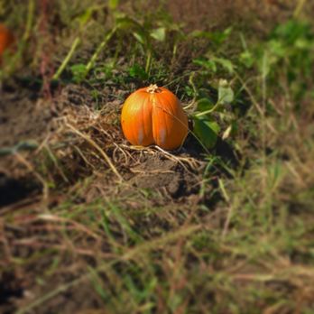 Tuttle Orchards - Pumpkin butt - Fruits & Veggies Near Me - Greenfield, Indiana Tuttle Orchards - Pumpkin butt - Fruits & Veggies Near Me - Greenfield, Indiana