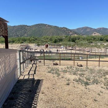 Ostrichland USA - Attraction Farms Near Me - Solvang, California Ostrichland USA - Attraction Farms Near Me - Solvang, California