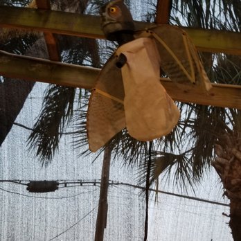 Shrimp N Stuff - Is it an owl, or is it a bat, or is it an owlbat? - Seafood Near Me - Galveston, Texas Shrimp N Stuff - Is it an owl, or is it a bat, or is it an owlbat? - Seafood Near Me - Galveston, Texas