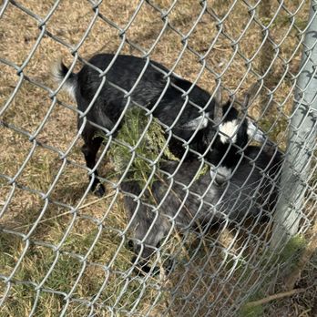 Tupelo Buffalo Park and Zoo - Goat - Zoos Near Me - Tupelo, Mississippi Tupelo Buffalo Park and Zoo - Goat - Zoos Near Me - Tupelo, Mississippi