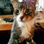 Photo of Doorstep Veterinary Medicine