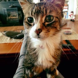 Doorstep Veterinary Medicine - Our little old man,Gemini