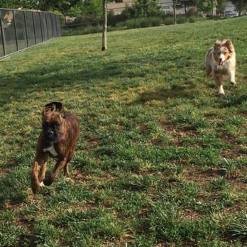 Morse Dog Park - Running wild - Dog Parks Near Me - Elk Grove, California