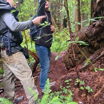 Redwood Adventures - Deon showing us some foliage - Tours Near Me - Orick, California Redwood Adventures - Deon showing us some foliage - Tours Near Me - Orick, California