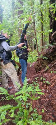 Redwood Adventures by null