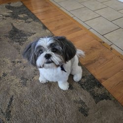 Julian's Pet Grooming, Daycare and Boarding - Shibo, otherwise known as land piranha after his grooming