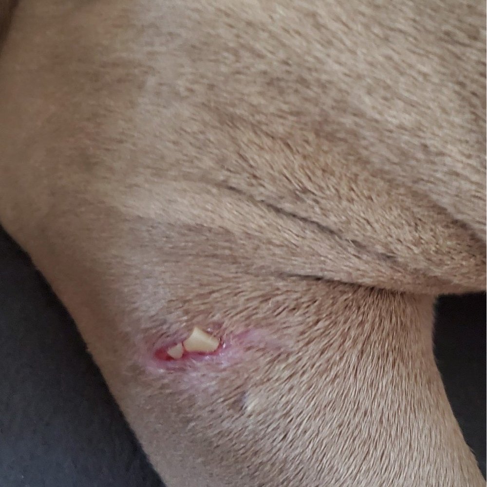 Claws & Paws Veterinary Hospital - Tubes - Veterinarians Near Me - Pearland, Texas Claws & Paws Veterinary Hospital - Tubes - Veterinarians Near Me - Pearland, Texas