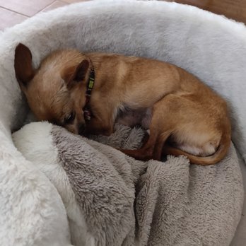 VIDA Rescue - This is Little Man. Super cute as well, but just wasn't a good fit for my apartment. I hope he goes to a good home too! - Community Service/Non-Profit Near Me - Rowland Heights, California