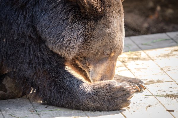 Alaska Zoo by null