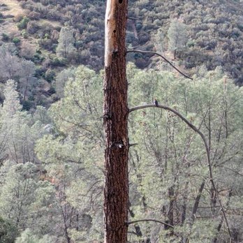 Pinnacles National Park - Woodpecker - Parks Near Me - Paicines, California
