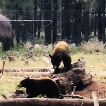 Bearizona - Zoos Near Me - Williams, Arizona
