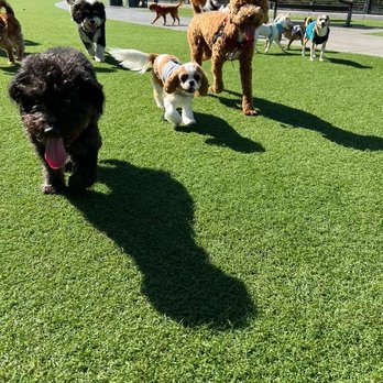 Tefani & So. Dogcare - Pet Sitting Near Me - San Francisco, California Tefani & So. Dogcare - Pet Sitting Near Me - San Francisco, California