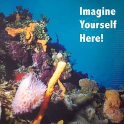 Sea Level Diving - Discover the thrill of SCUBA!