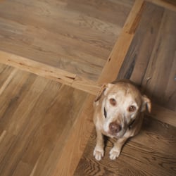 Total Floors and More - You'll find our pet friendly showroom fun to visit!