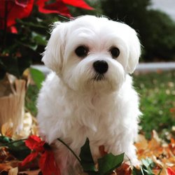 Down Dog Grooming