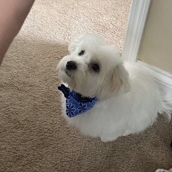 Honey's Grooming Parlor - Awesome haircut! - Pet Groomers Near Me - Alsip, Illinois
