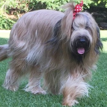 Barks & Bubbles - Annabelle (Briard) - Pet Groomers Near Me - Santa Fe, New Mexico