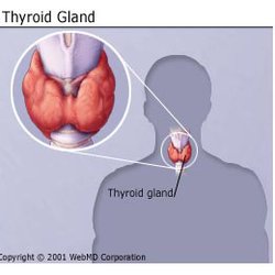 Christopher A Paskowski, MD - Dr. Paskowski can treat over active and under active thyroid disorders.