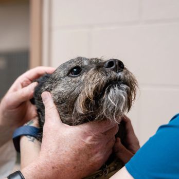 Veterinary Associates - Veterinarians Near Me - Port Huron, Michigan Veterinary Associates - Veterinarians Near Me - Port Huron, Michigan
