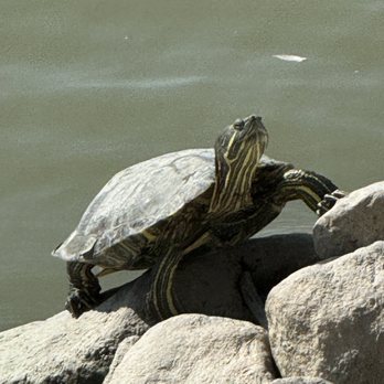 Hidden Lake Park - Sunning turtles, - Local Flavor Near Me - Milpitas, California Hidden Lake Park - Sunning turtles, - Local Flavor Near Me - Milpitas, California