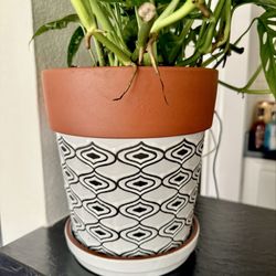 Pot $29.99