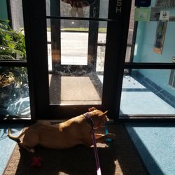 Noah's Glen Animal Hospital - Our pitbull Greta checking out the toys she found in the toy basket.