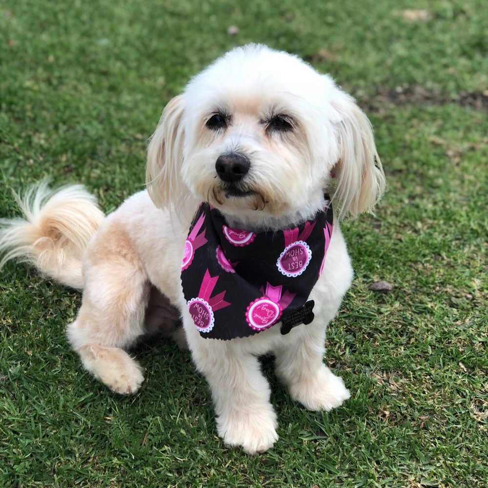 You Dirty Dog - Pet Groomers Near Me - Long Beach, California You Dirty Dog - Pet Groomers Near Me - Long Beach, California