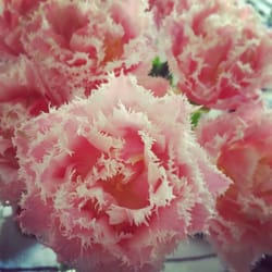 Maggie May Flowers - Exquisite Parrot Tulips #newfind at Maggie May Flowers
