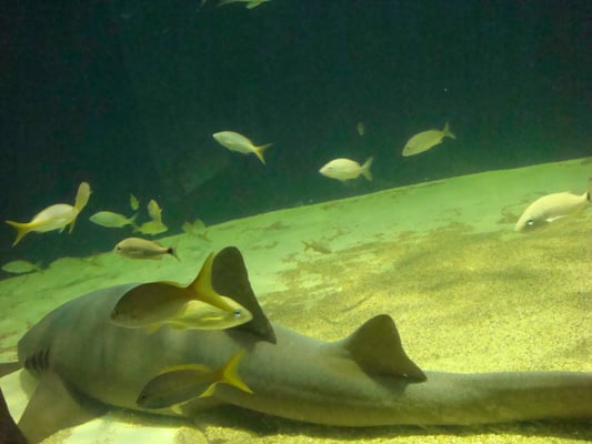 Aquarium of Veracruz by null