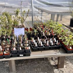 The Good Earth Farm and Garden Center