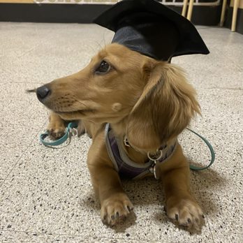 PetSmart - Bubba graduates! - Pet Stores Near Me - Manteca, California