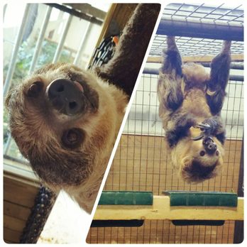 The Creature Conservancy - Poco and his son Juju. - Community Service/Non-Profit Near Me - Ann Arbor, Michigan