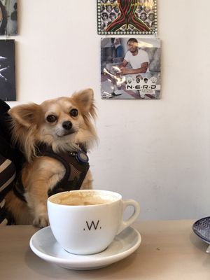 white label coffee by null