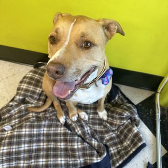 Tailwaggers - Pet Groomers Near Me - Fresno, California Tailwaggers - Pet Groomers Near Me - Fresno, California