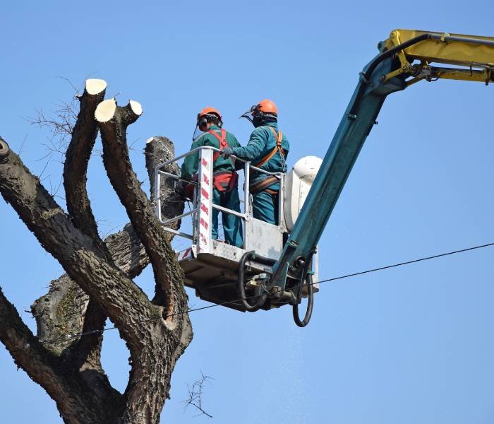 Montgomery Tree Trimming & Removal Service - tree service in Montgomery, AL