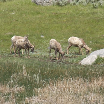 Lamar Valley - Pronghorn grazing in the meadow - Hiking Near Me - Yellowstone National Park, Wyoming