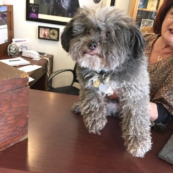 Joyce's Grooming Studio - Pet Groomers Near Me - Burbank, California