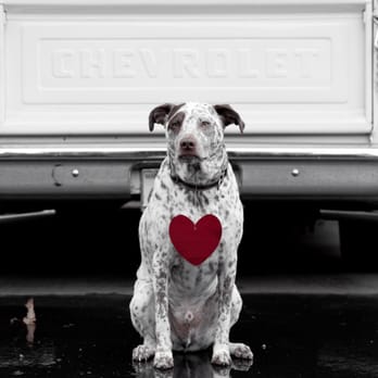 Marissa de la Photography - Woody as my valentine. - Pet Photography Near Me Marissa de la Photography - Woody as my valentine. - Pet Photography Near Me