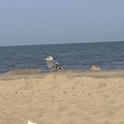 Surf Taco - Point Pleasant Beach - Seagull